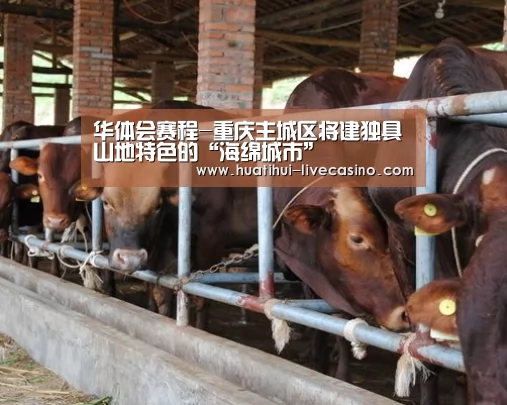 华体会赛程